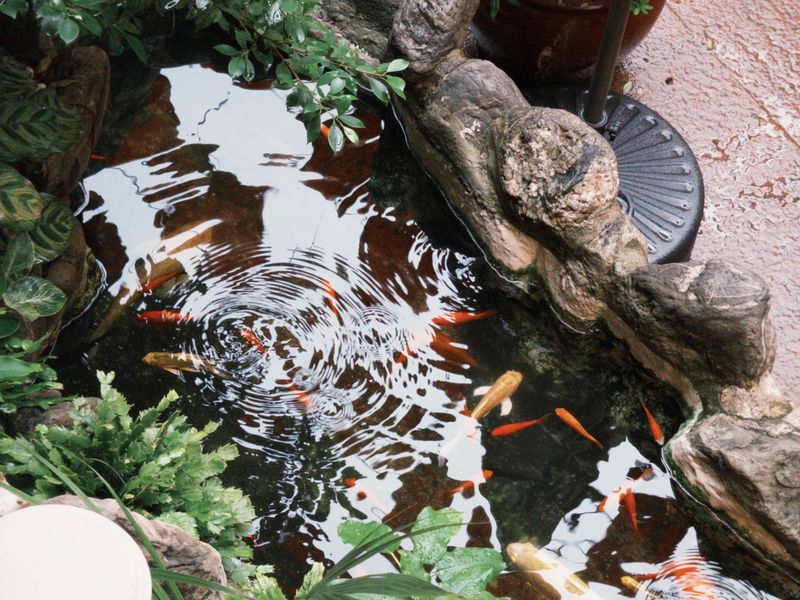 Estanque koi con filtración biológica en jardín privado de Calpe