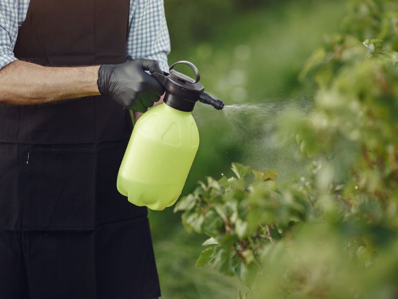 Fumigación preventiva en jardín mediterráneo en Benidorm