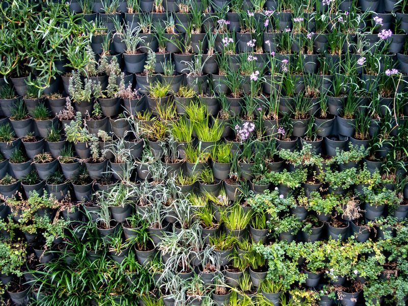 Jardín vertical exuberante en fachada de edificio en Benidorm