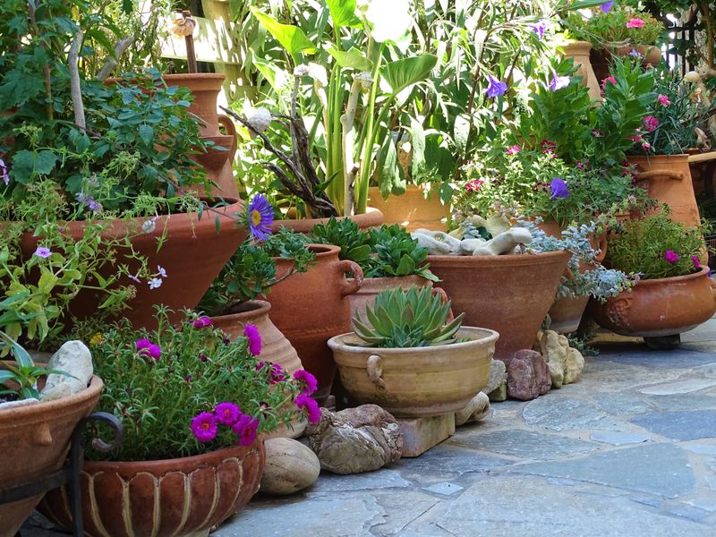 Proyecto de jardín con palmeras y buganvillas en chalet de Benidorm