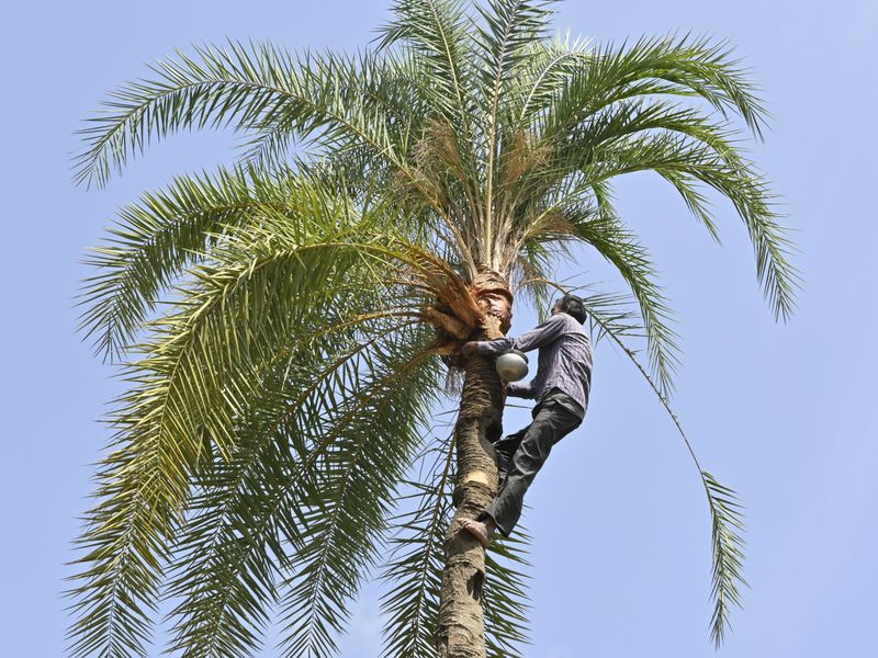 Poda de palmeras en Calpe