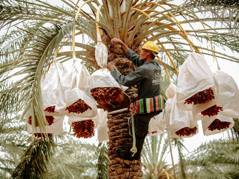 Arborista en descenso controlado durante tala de palmera en Alicante