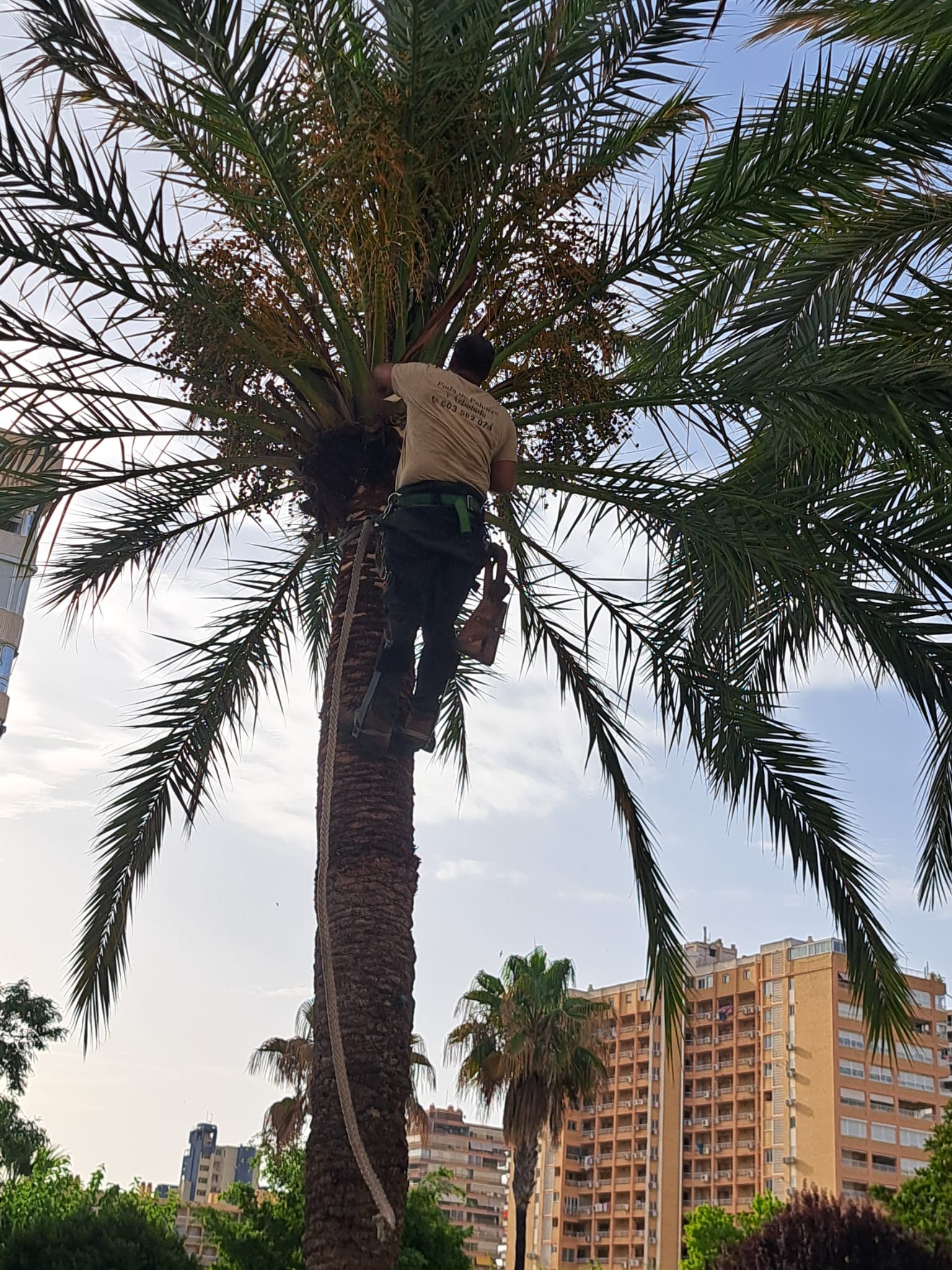 Palmero podando corona de palmera canaria en Alicante