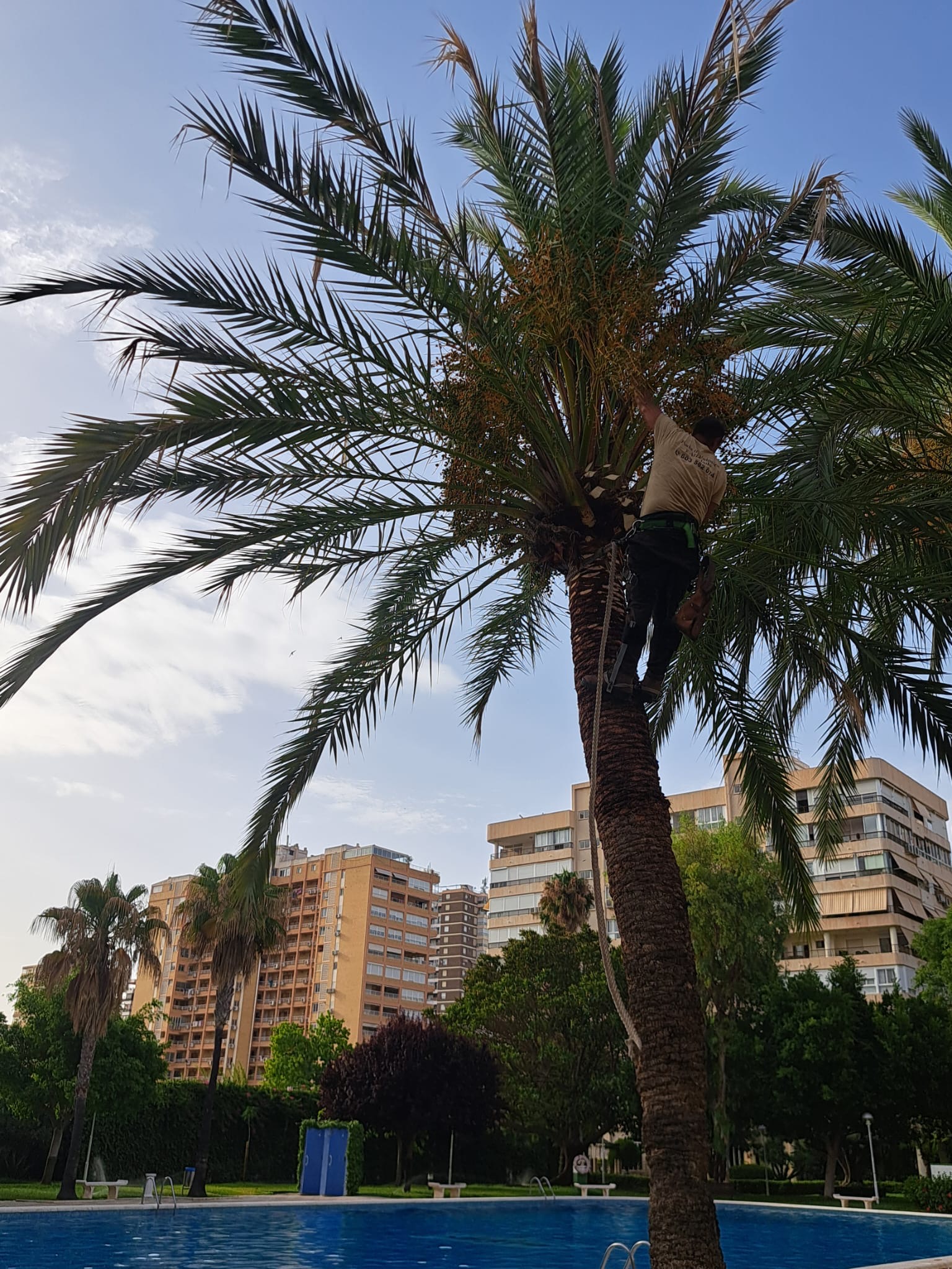 Poda de palmera junto a piscina comunitaria en Alicante