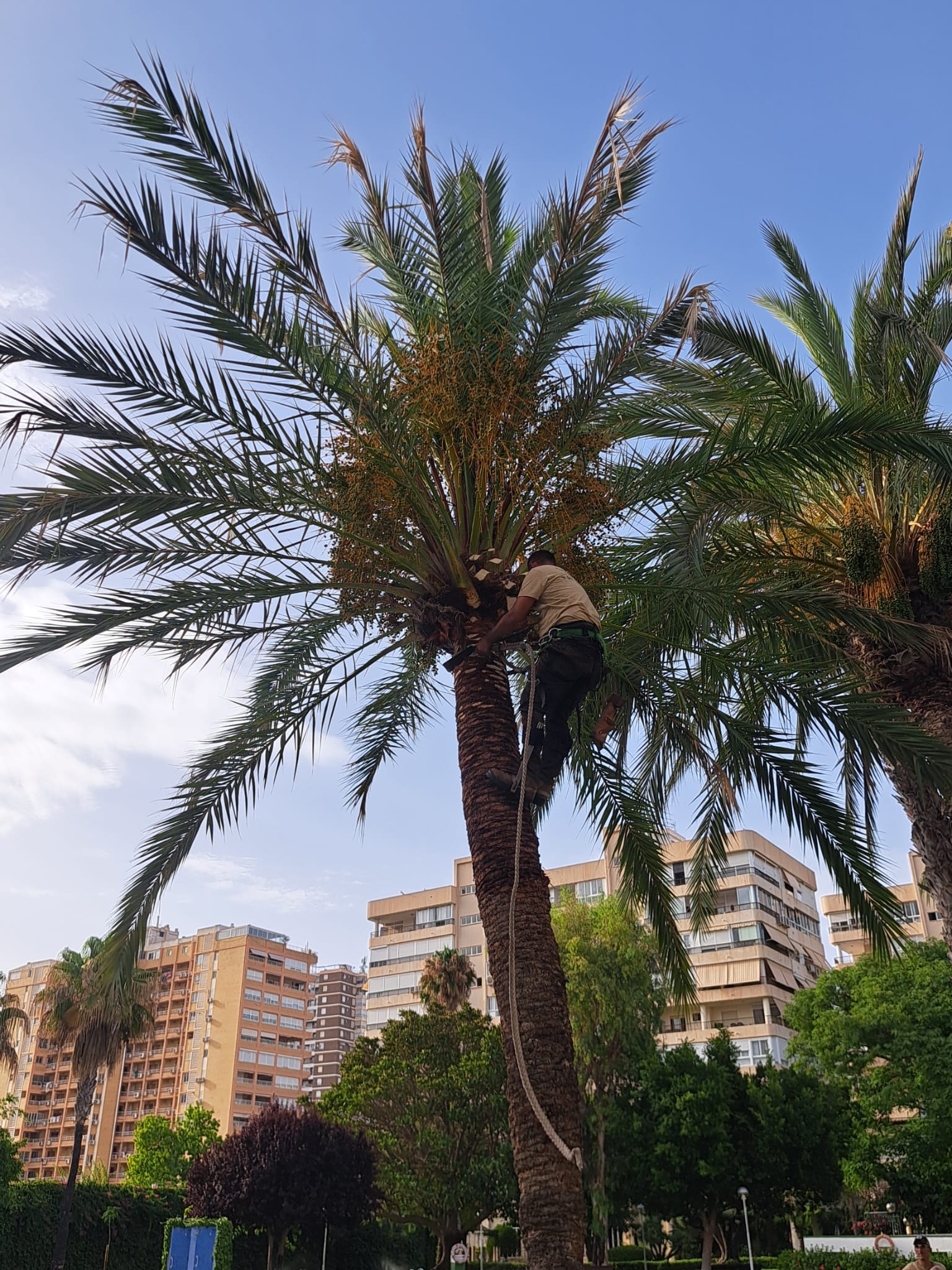 Trabajo de poda de palmera con arnés certificado en Alicante