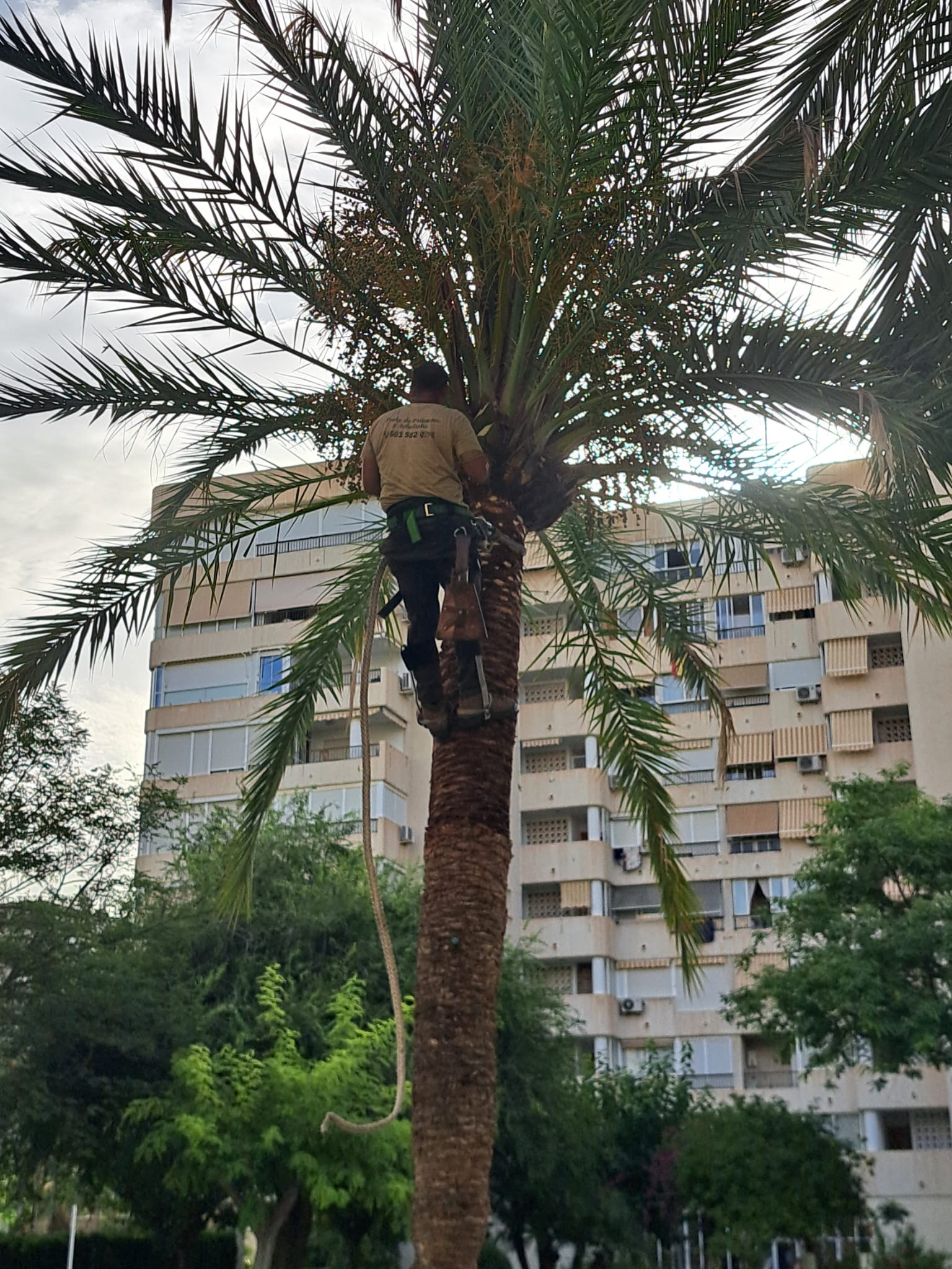 Poda de palmera en zona de piscina comunitaria en Alicante