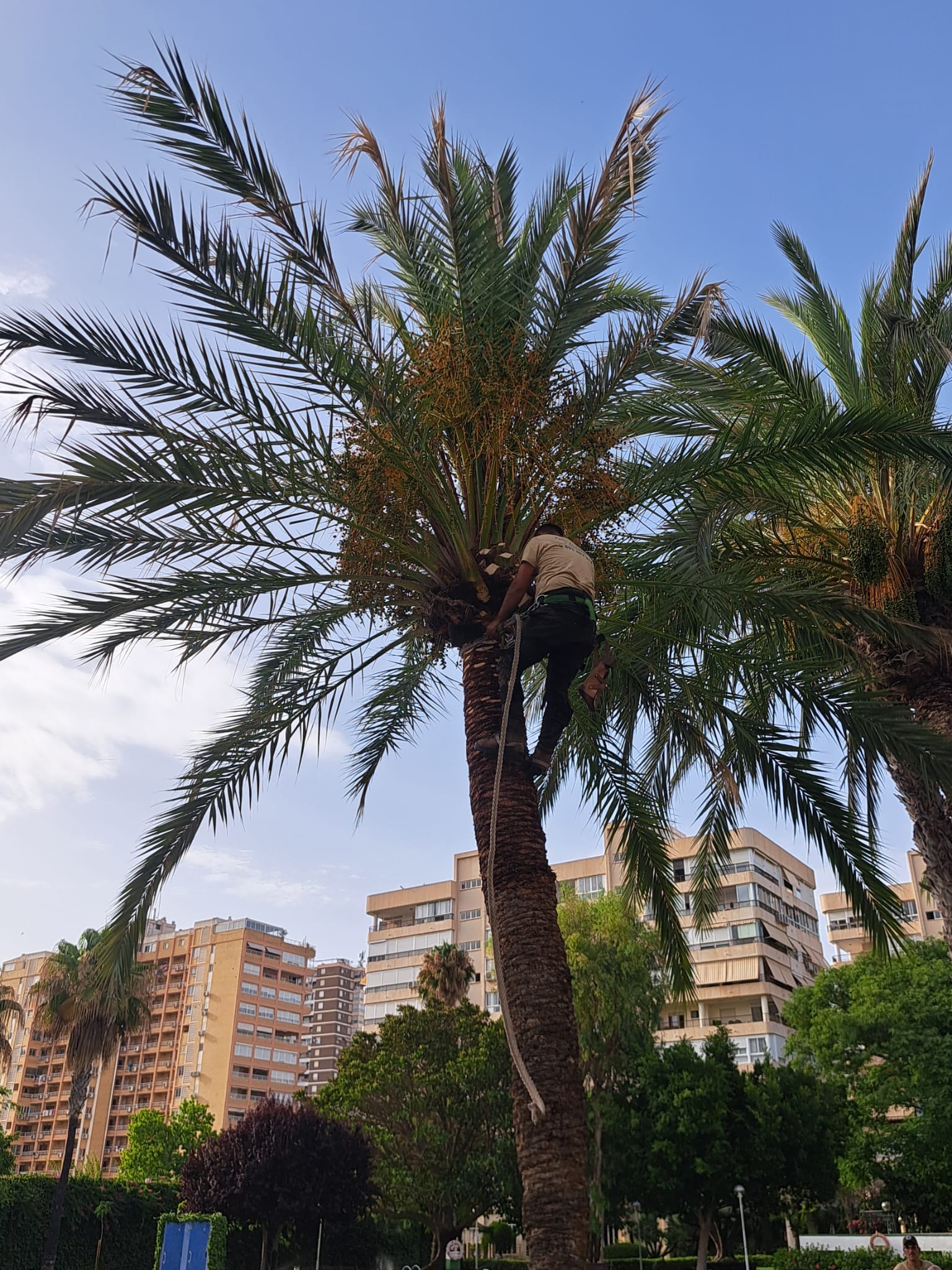 Arborista trabajando en palmera de urbanización con piscina en Alicante