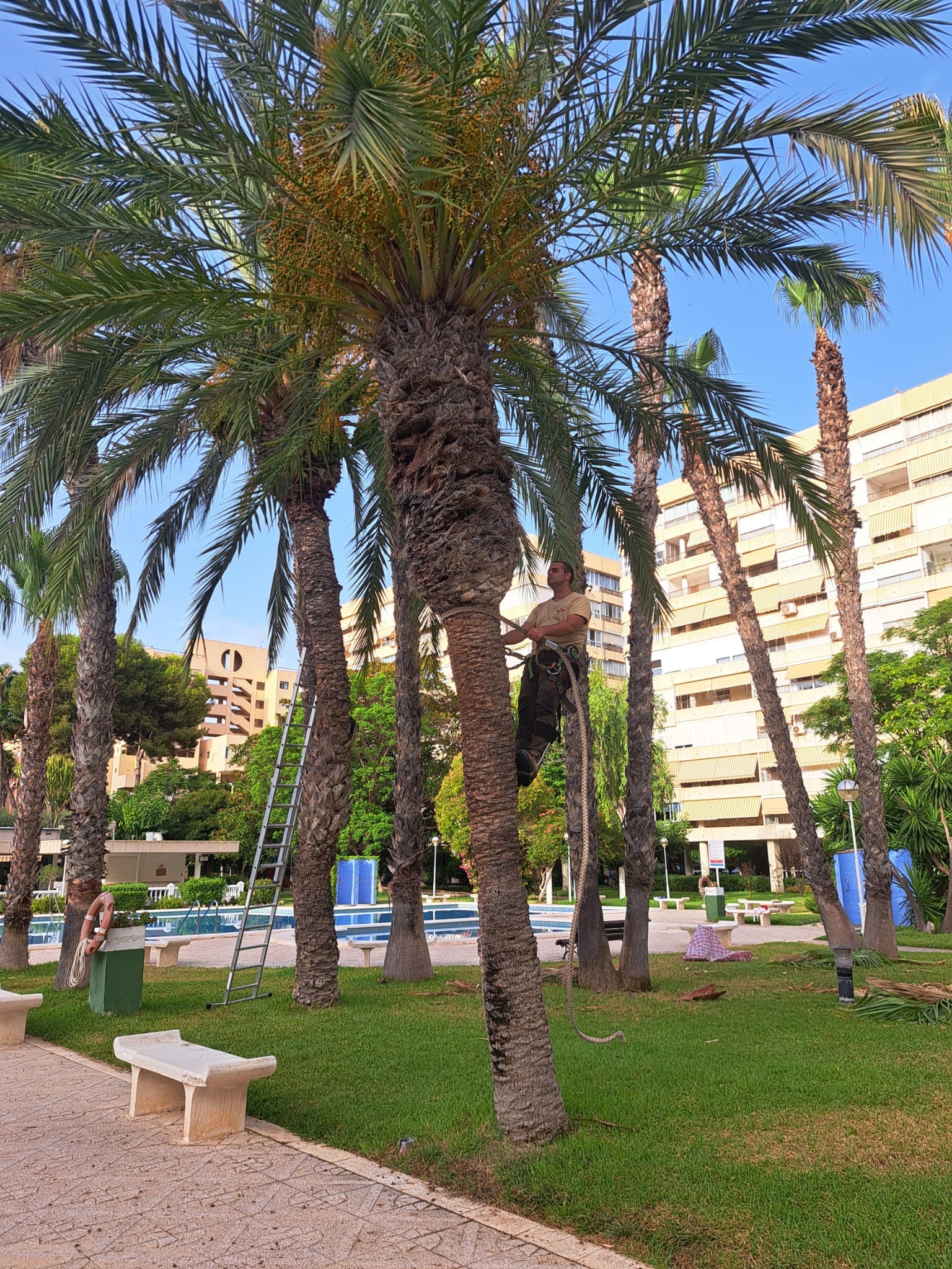 Mantenimiento de palmeras junto a piscina comunitaria en Alicante para evitar suciedad