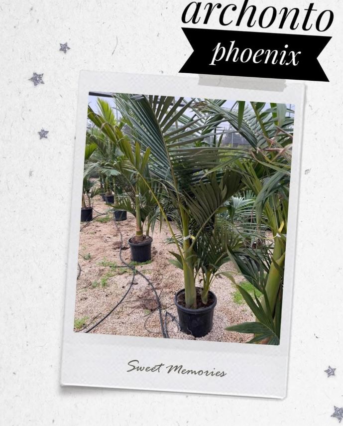 Archontophoenix palmera tropical vivero