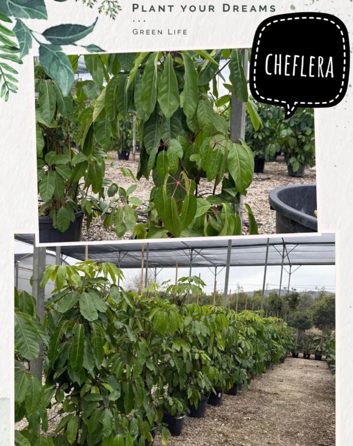 Cheflera Schefflera planta ornamental vivero