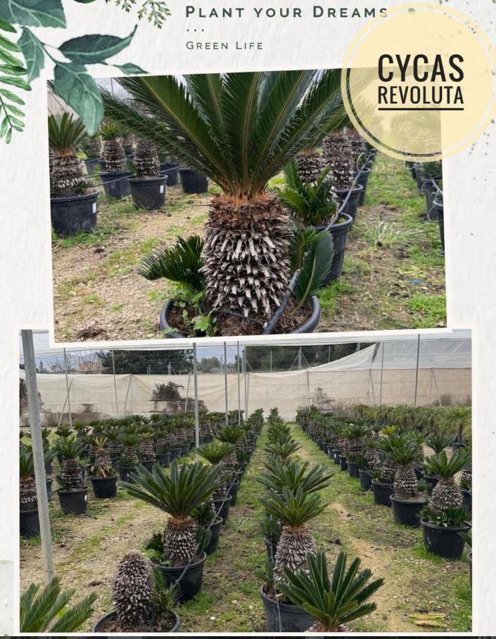Cycas Revoluta planta ornamental vivero