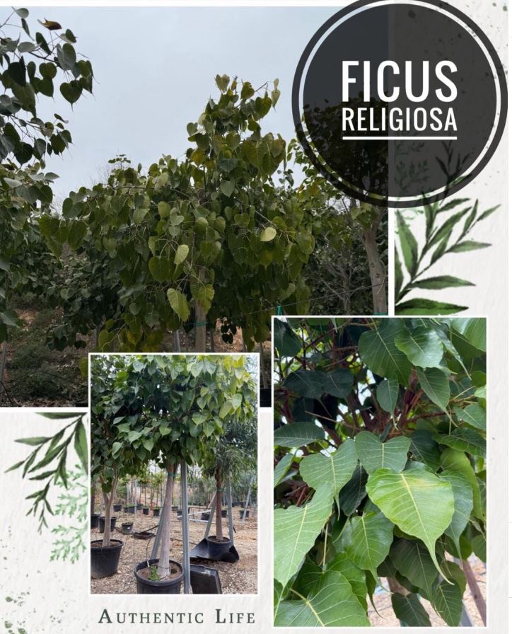 Ficus Religiosa árbol ornamental vivero