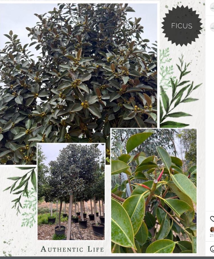 Ficus árbol ornamental vivero