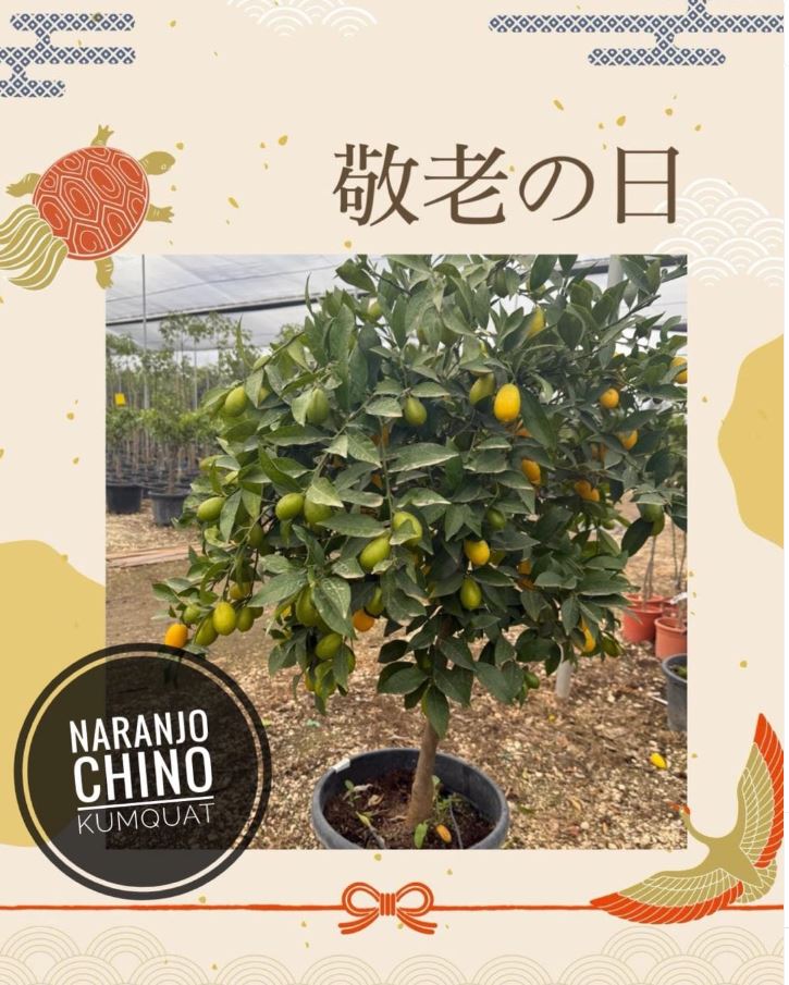 Naranjo Chino Kumquat árbol frutal vivero