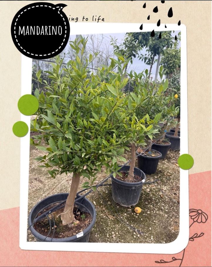 Mandarino árbol frutal vivero