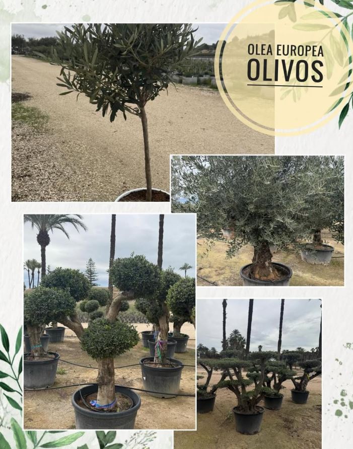 Olea Europea olivos mediterráneos vivero