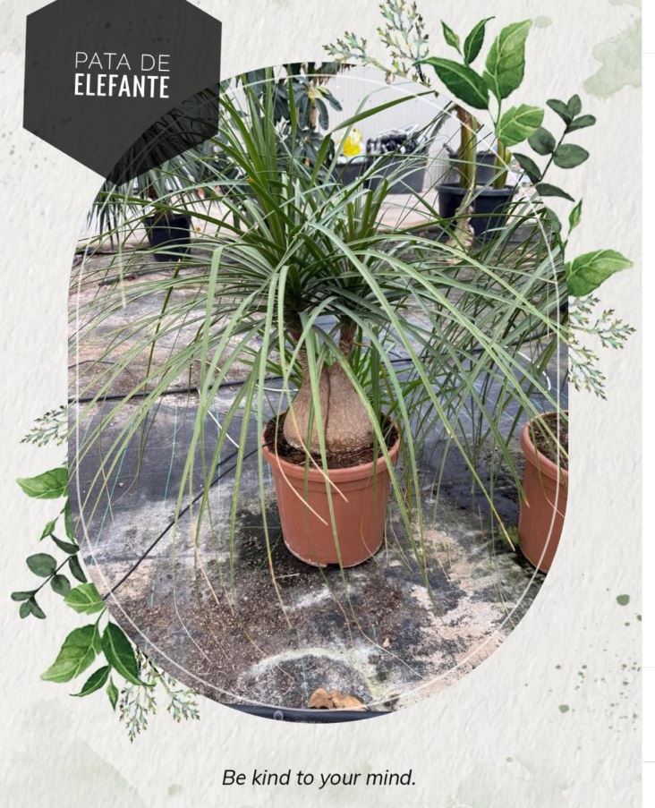 Pata de Elefante Beaucarnea planta ornamental vivero
