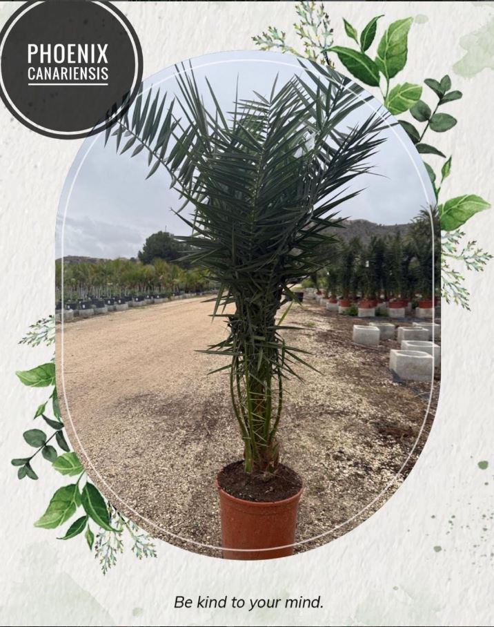 Palmera Phoenix Canariensis vivero Costa Blanca