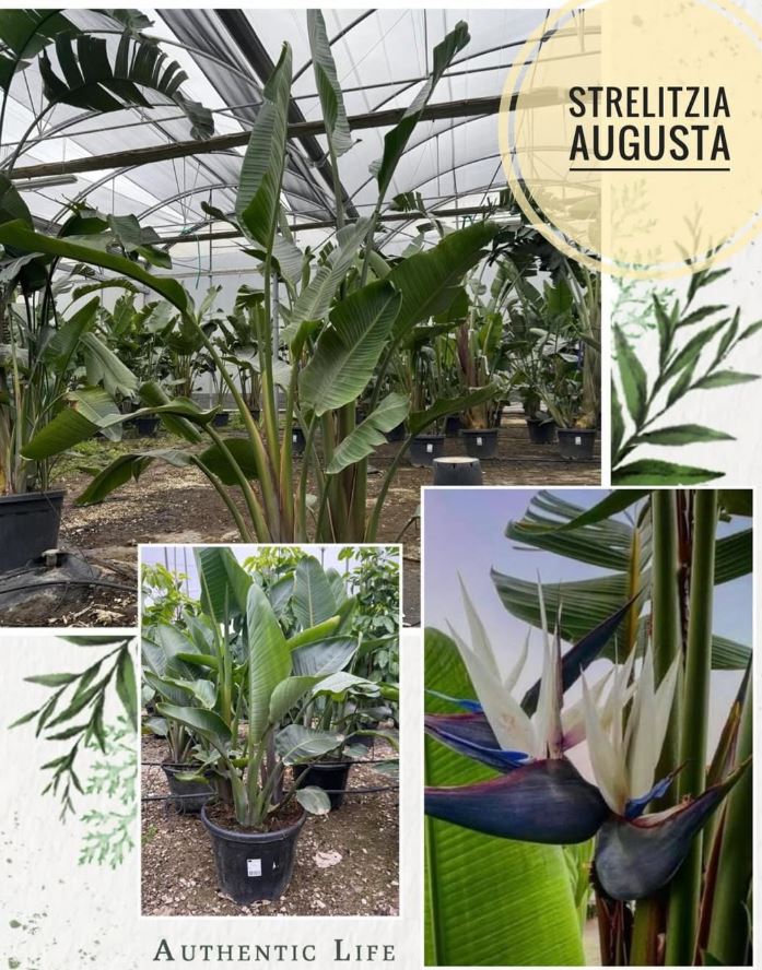 Strelitzia Augusta en vivero Green Paradise