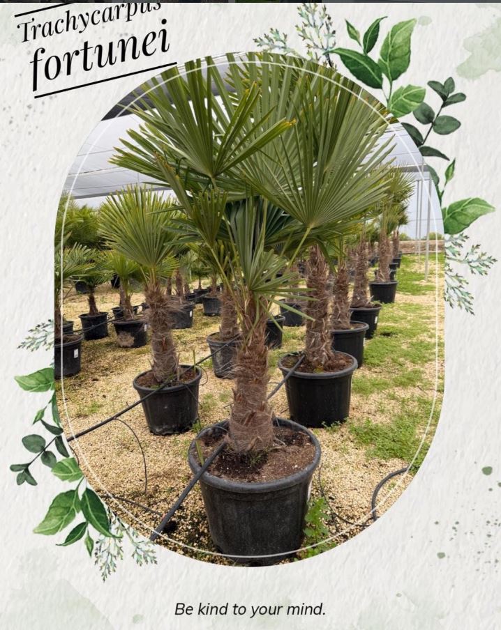 Trachycarpus fortunei palmeras vivero