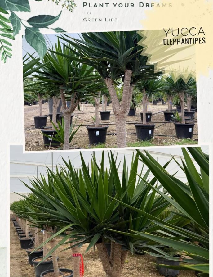 Yucca Elephantipes planta vivero
